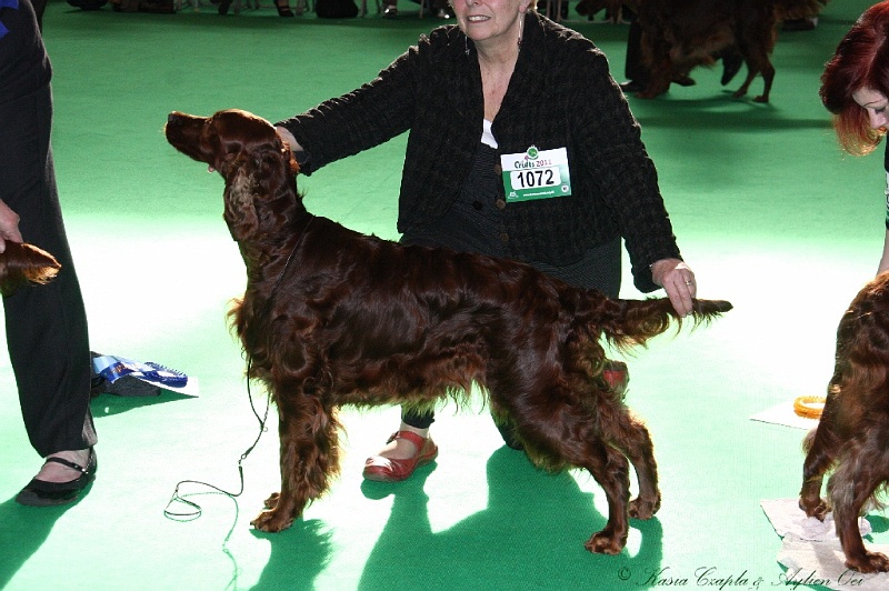 Crufts2011 803.jpg